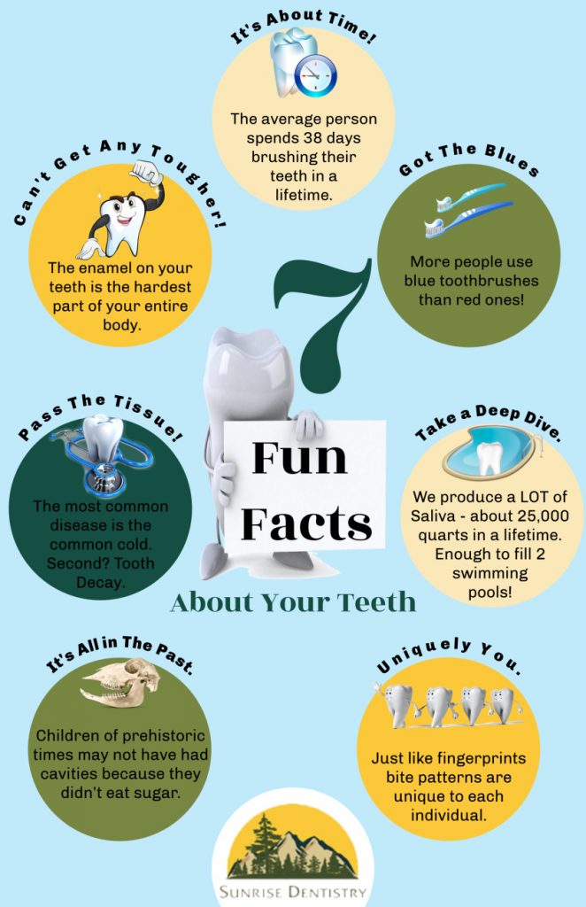 7 Fun Facts About Your Teeth – Infographic - Sunrise Dentistry